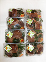 国産原木生しいたけ進物用