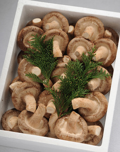 大分県産国東半島の恵み　生椎茸　Mサイズ