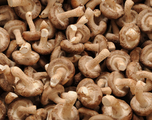 大分県産国東半島の恵み生椎茸　バラ入り　3kg