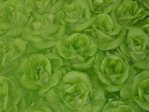 ヘルシー｢サラダ菜」